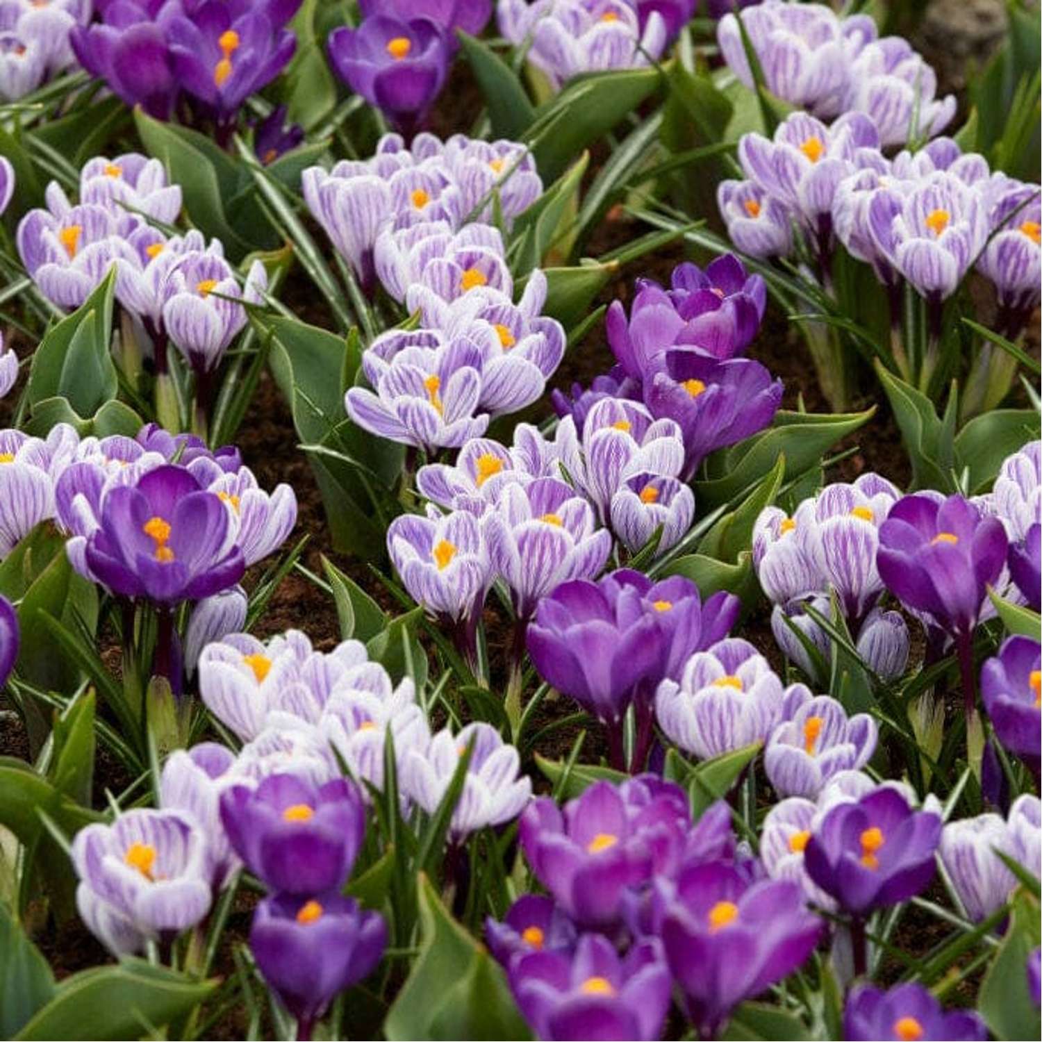 Krokusmischung 'Spring Stripes'